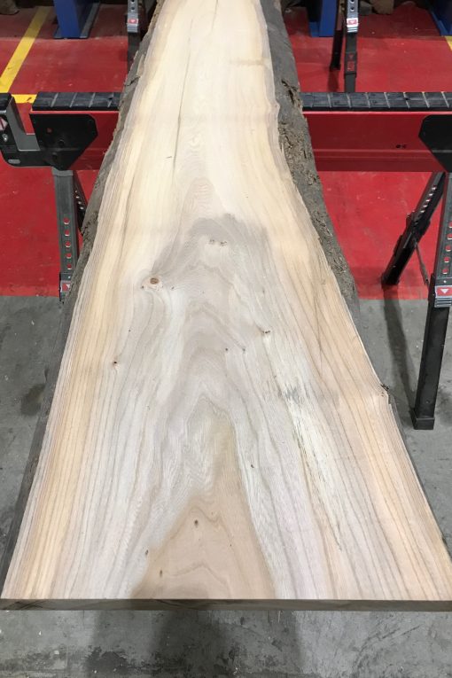 Sappy Elm #014