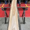 Sappy Elm #013