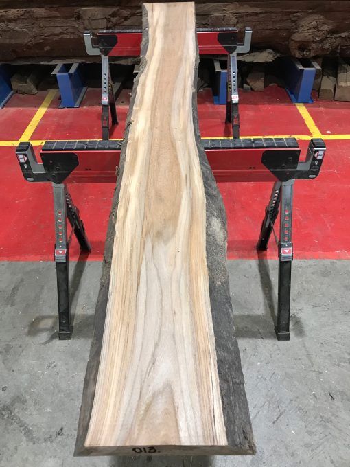 Sappy Elm #013