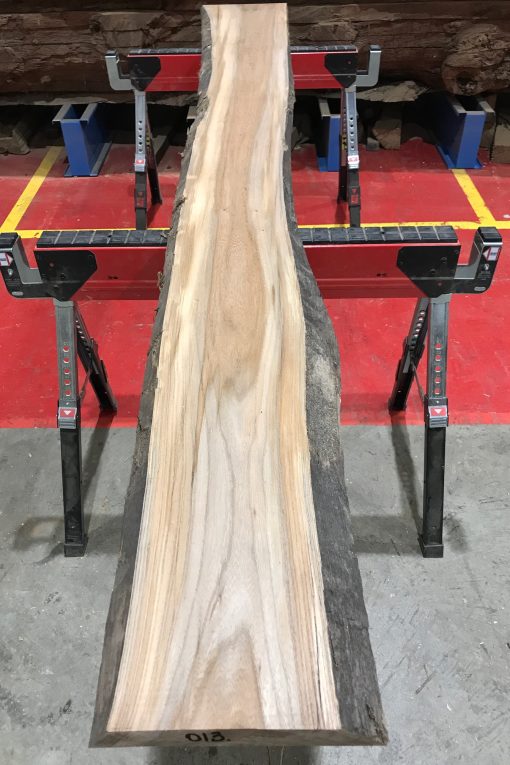 Sappy Elm #013