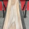 Sappy Elm #013