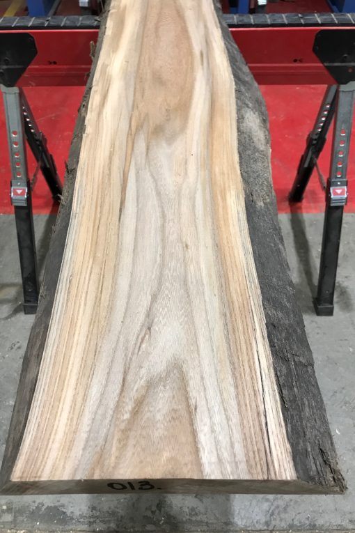 Sappy Elm #013
