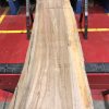 Sappy Elm #013