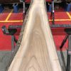 Sappy Elm #012