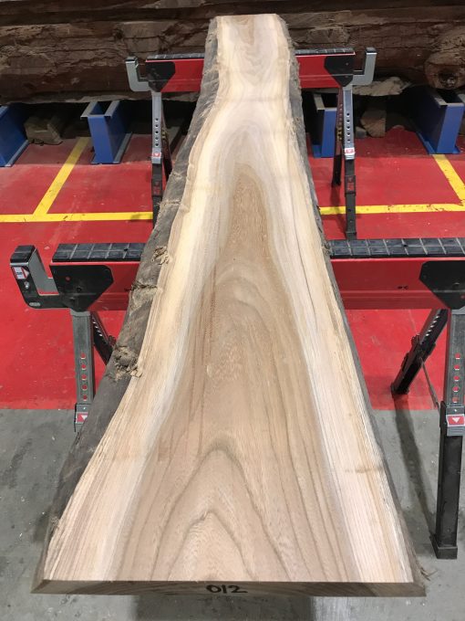 Sappy Elm #012