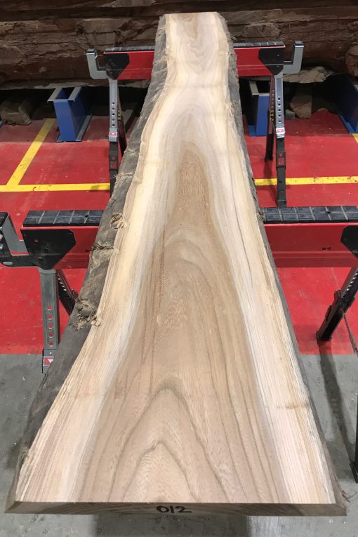 Sappy Elm #012