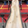 Sappy Elm #010