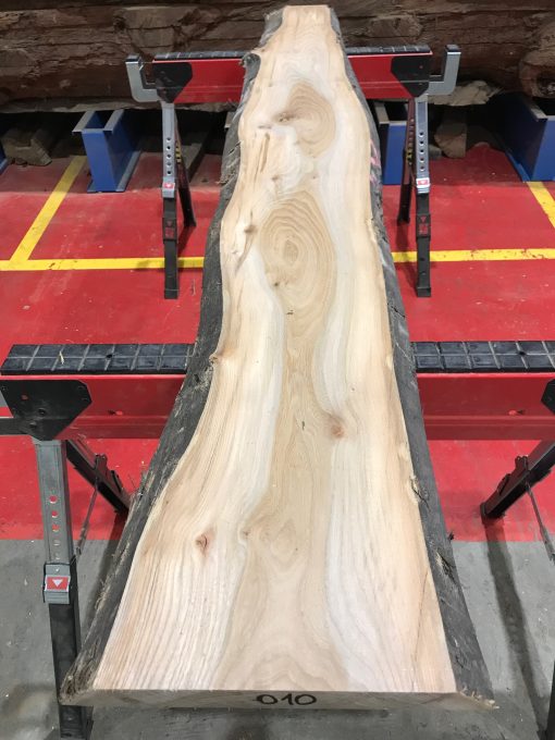 Sappy Elm #010