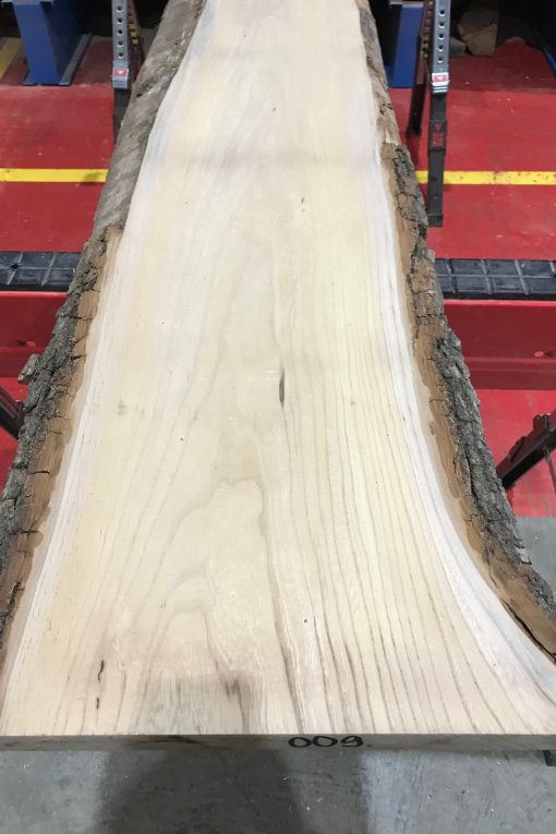 Sappy Elm #009