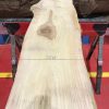 Sappy Elm #009