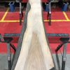 Sappy Elm #008