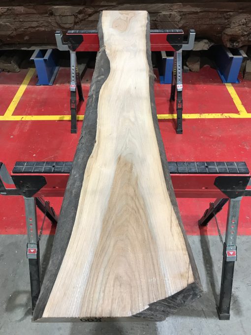 Sappy Elm #008