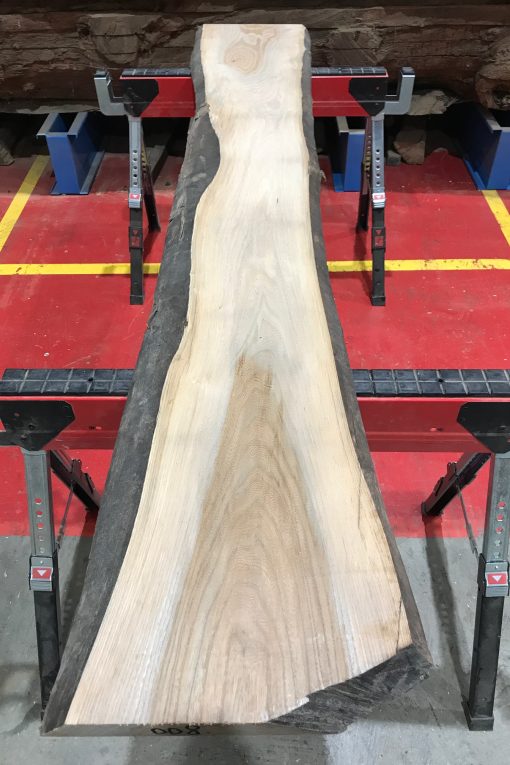 Sappy Elm #008