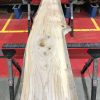 Sappy Elm #015