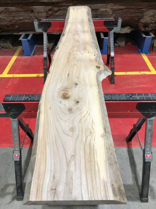 Sappy Elm #015