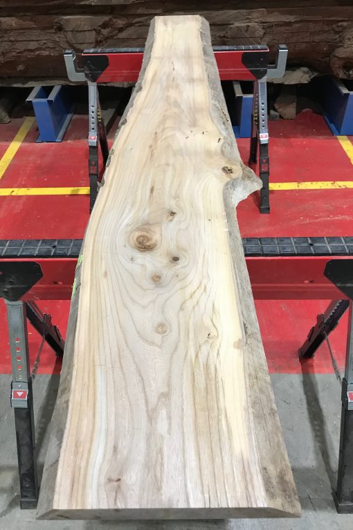 Sappy Elm #015