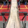 Sappy Elm #016