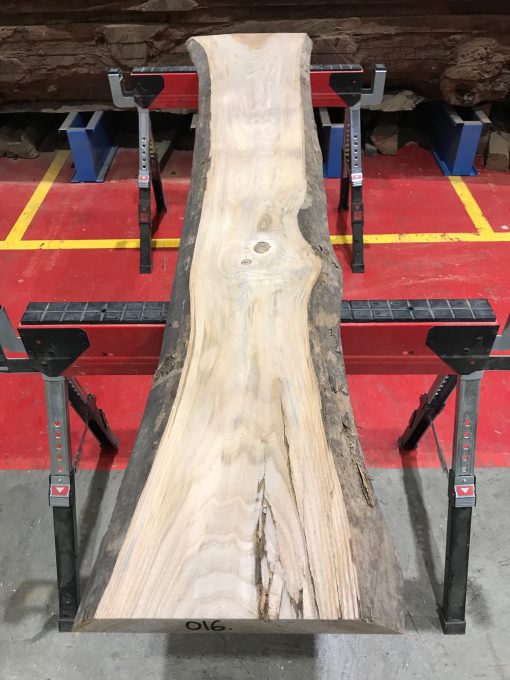 Sappy Elm #016