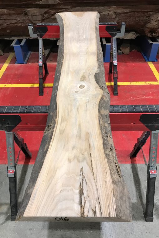 Sappy Elm #016