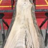 Sappy Elm #016
