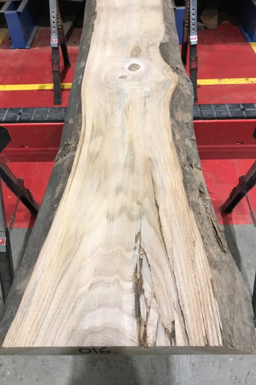 Sappy Elm #016