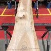 Sappy Elm #016