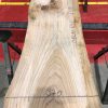 Sappy Elm #016