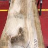 Sappy Elm #016