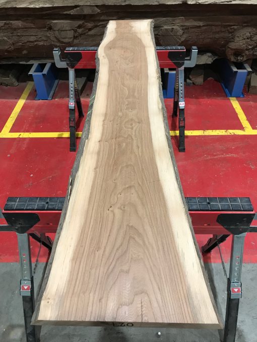 Sappy Elm #027