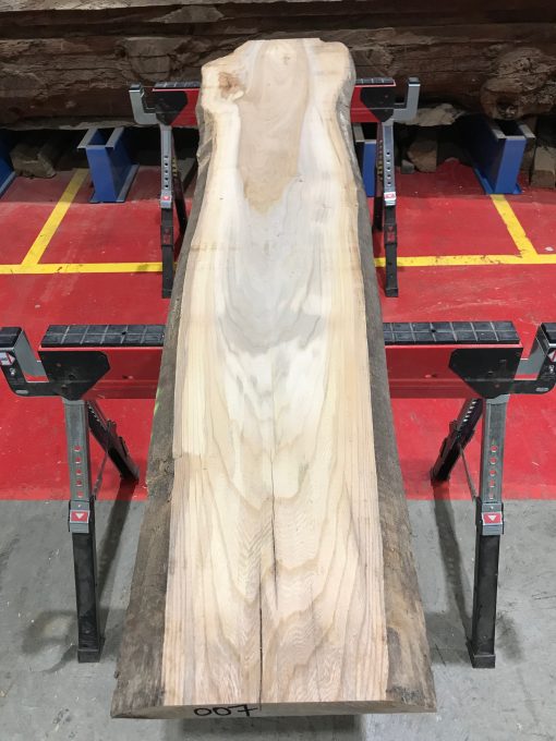 Sappy Elm #007