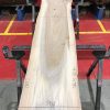 Sappy Elm #007