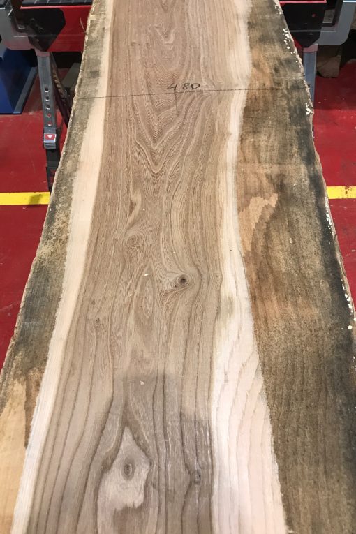 Sappy Elm #006