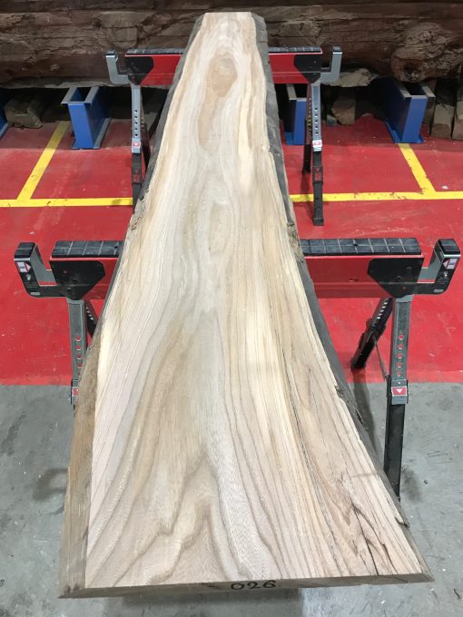 Sappy Elm #026