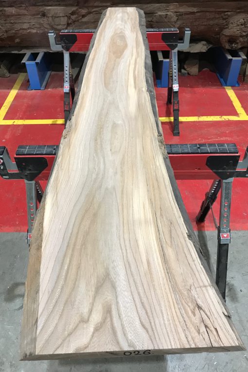 Sappy Elm #026