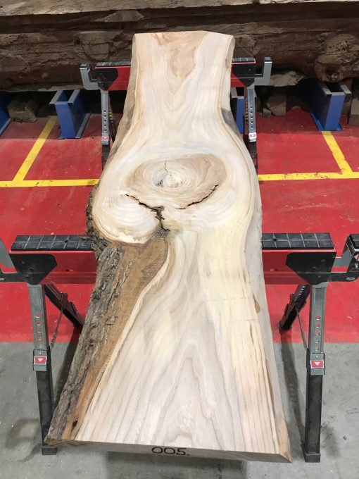 Sappy Elm #005