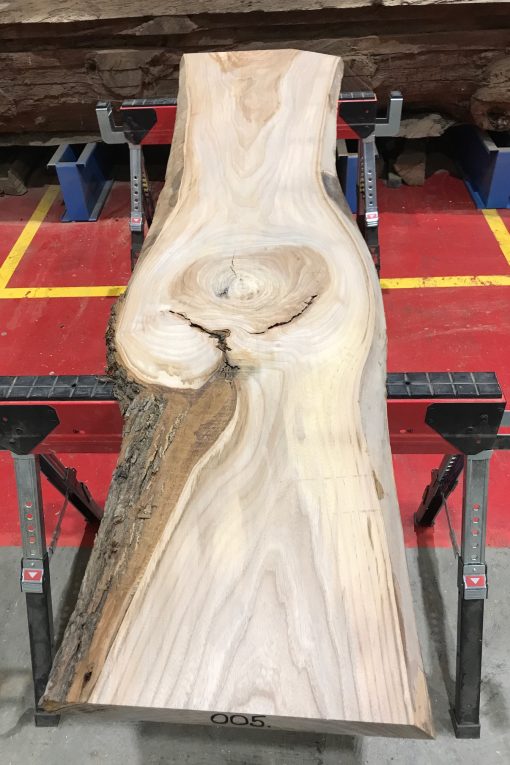 Sappy Elm #005
