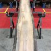 Sappy Elm #004