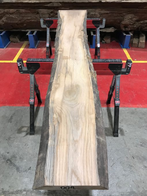 Sappy Elm #004