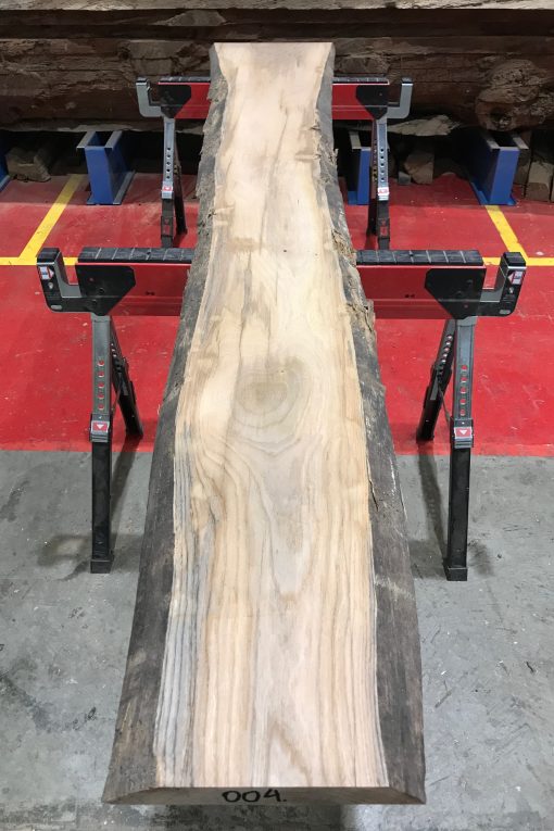 Sappy Elm #004