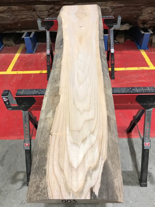 Sappy Elm #003