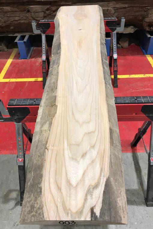 Sappy Elm #003