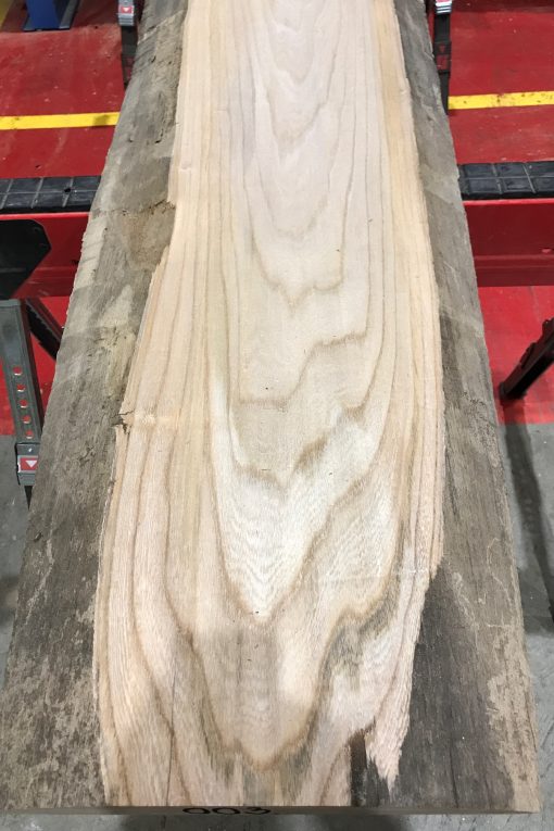 Sappy Elm #003
