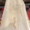 Sappy Elm #003