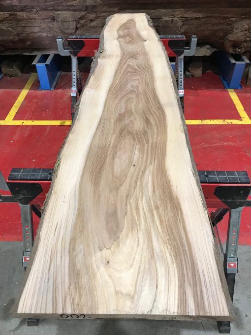 Sappy Elm #002