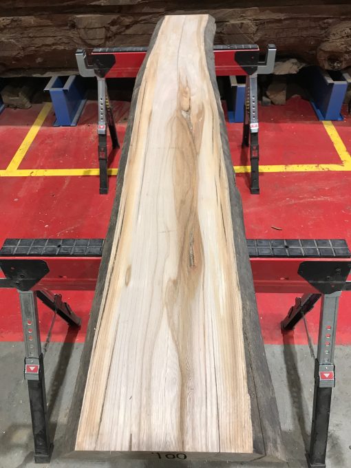 Sappy Elm #001