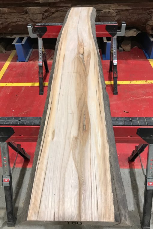 Sappy Elm #001