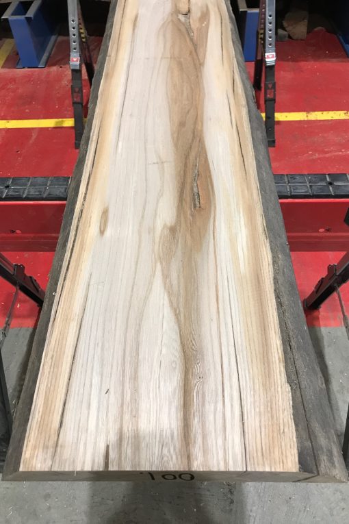 Sappy Elm #001