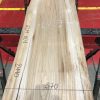 Sappy Elm #001