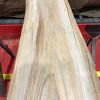 Sappy Elm #001