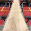 Sappy Elm #025